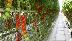 Производство тепличных овощей на Ставрополье выросло на 3% 