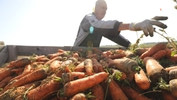 На Ставрополье уберут урожай моркови на 170 га полей