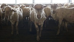 Овцеводы Ставрополья планируют вырастить 360 тыс. ягнят в 2026 году