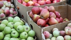 Предновогодняя ярмарка прошла в Кочубеевском округе