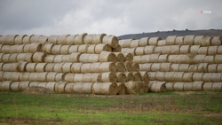 Более 900 тыс. кормов для сельхозживотных накопили на Ставрополье