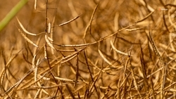 Аграрии Кочубеевского округа приступили к севу озимого рапса