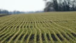 Семеноводческий центр построят в Кочубеевском округе