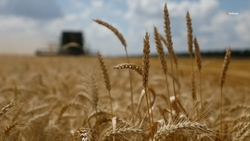 АПК Ставрополья развивают при содействии власти, научного сообщества и бизнеса