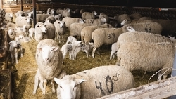 Гранты на развитие агробизнеса получат шесть ветеранов и участников спецоперации со Ставрополья