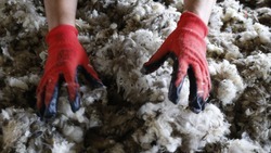 Свыше 600 тонн тонкорунной овечьей шерсти произвели на Ставрополье в 2023 году
