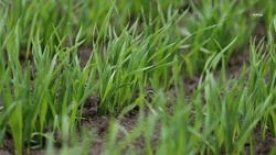 Первую подкормку озимых на Ставрополье завершили на 1,3 млн га земли 