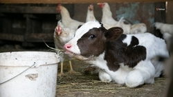 Зимовка скота проходит в Кочубеевском округе в штатном режиме