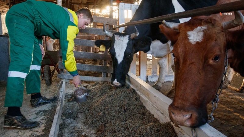 На ставропольских фермах производство молока увеличилось на 6%