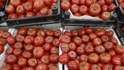 На Ставрополье откроют новые торговые точки по поручению губернатора 