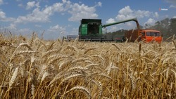 Ставропольские аграрии убрали 40 процентов площадей зерновых культур