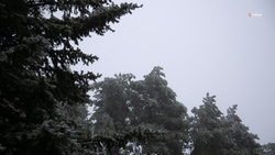 Патрулирование лесов усилили на Ставрополье перед Новым годом