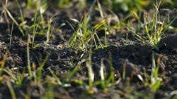 Агрострахованием охватили около трети ставропольских полей