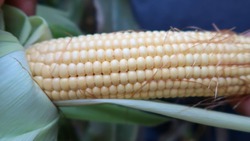 Фермеры Арзгирского округа собрали кукурузу с 78 га полей