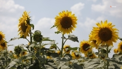 Аграрии Ставрополья собрали почти 370 тыс. тонн подсолнечника