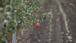 Плодовые насаждения занимают более 12 тыс. га ставропольских земель