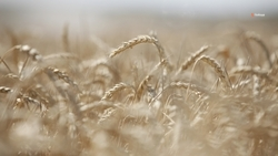 План по обработке сельхозугодий подготовят на Ставрополье