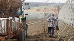 Садоводы Ставрополья получили первые выплаты в 2025 году