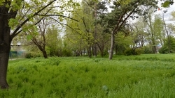 Ставропольский край активно готовится к лесокультурному сезону