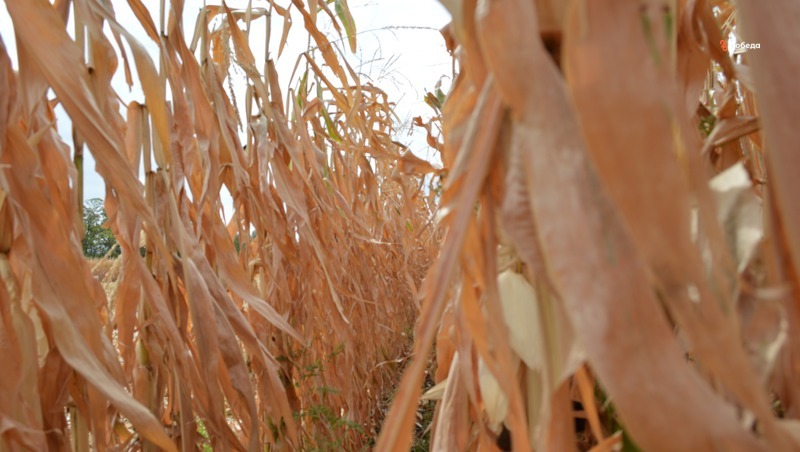 Аграрии Кочубеевского округа собрали 100 тыс. тонн зерновых и зернобобовых культур