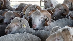 Генетики Ставрополья выводят отечественные породы овец, адаптированные к местным условиям