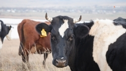Почти 10 тыс. голов крупного рогатого скота будет зимовать в Кочубеевском округе