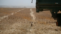 Более 1,7 тыс. га озимых культур посеяли на Ставрополье 