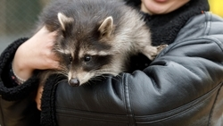 Агротуризм планируют развивать на базе приюта для диких животных на Ставрополье