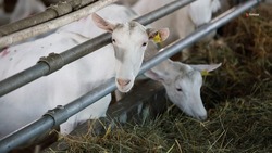 В ставропольском селе Надежда появится ферма на 6,5 тыс. дойных коз