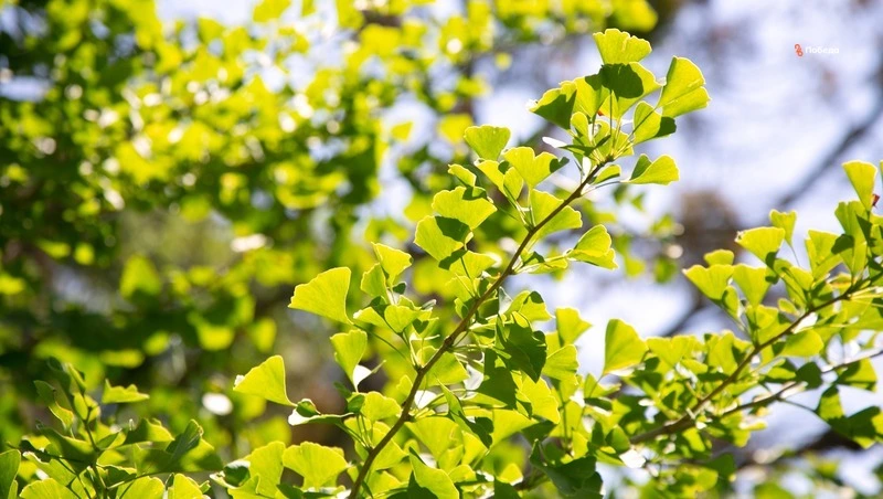 Более 200 катальп высадили в Кочубеевском округе благодаря нацпроекту