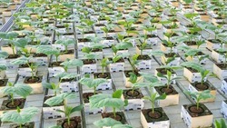 На Ставрополье подготовили 17 млн ростков овощных культур для высадки