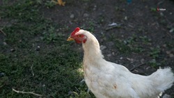 Ставрополье на четверть нарастило поставки мяса птицы