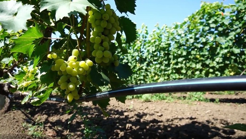 Развитию туризма на Ставрополье помогут винодельческие инвестпроекты