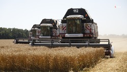 Более 9 млн зерна намолотили в Ставропольском крае в 2023 году