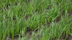 Объёмы агрострахования наращивают на Ставрополье