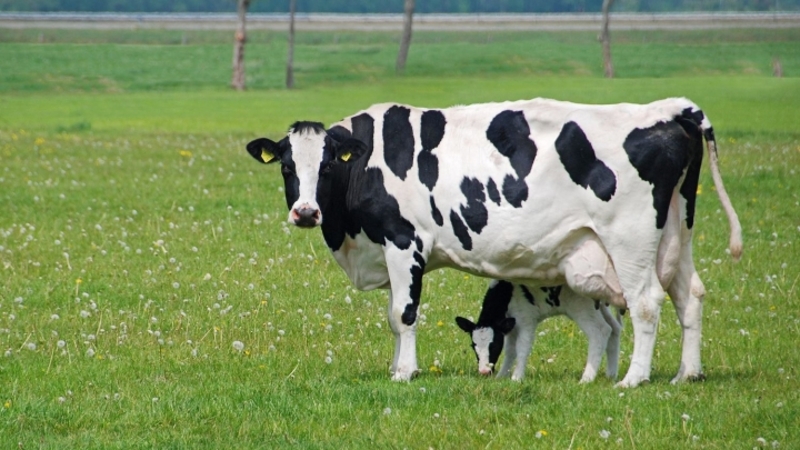 Господдержка помогает развитию молочного животноводства в Кочубеевском районе